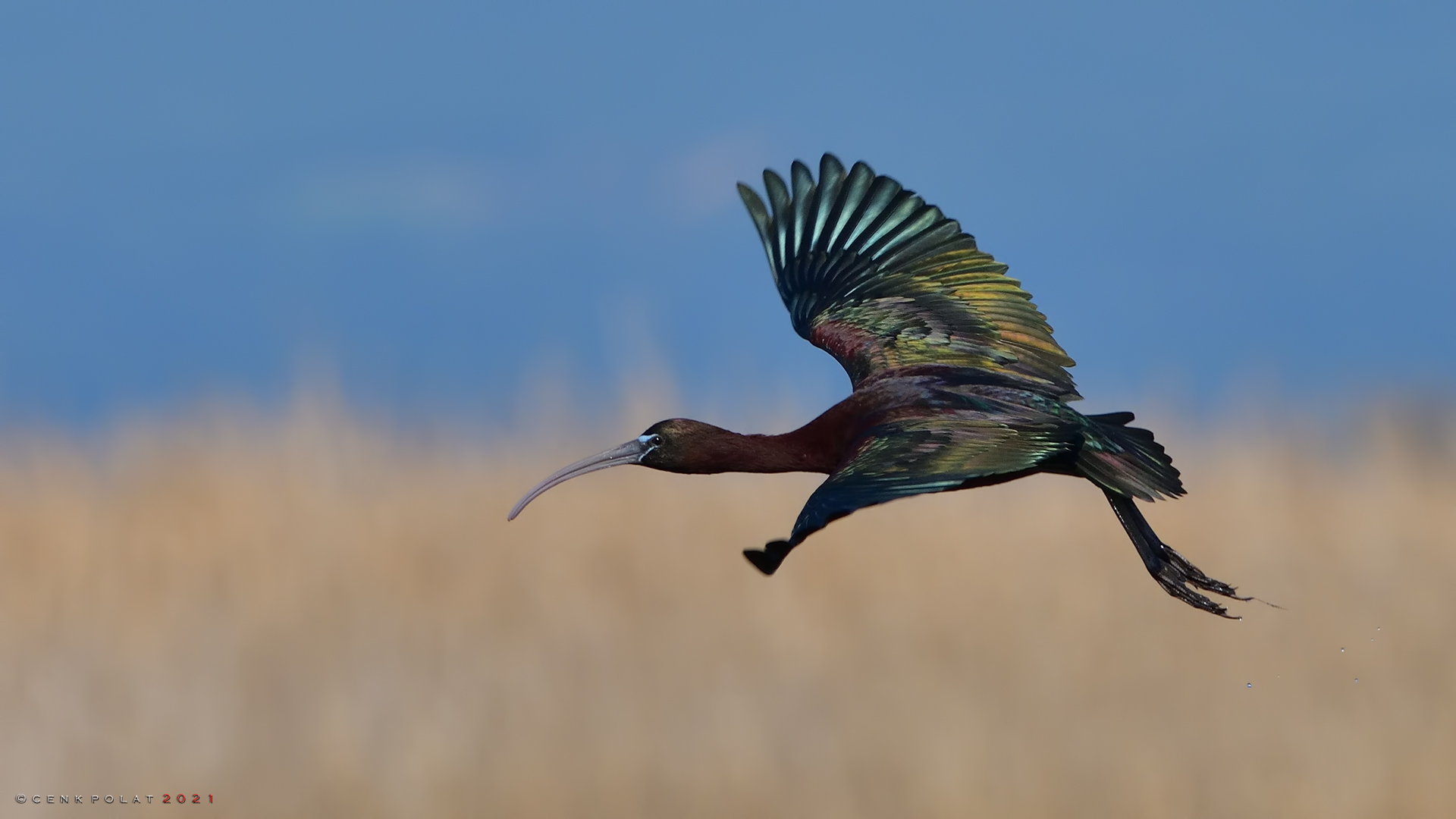 Glossy Ibis
